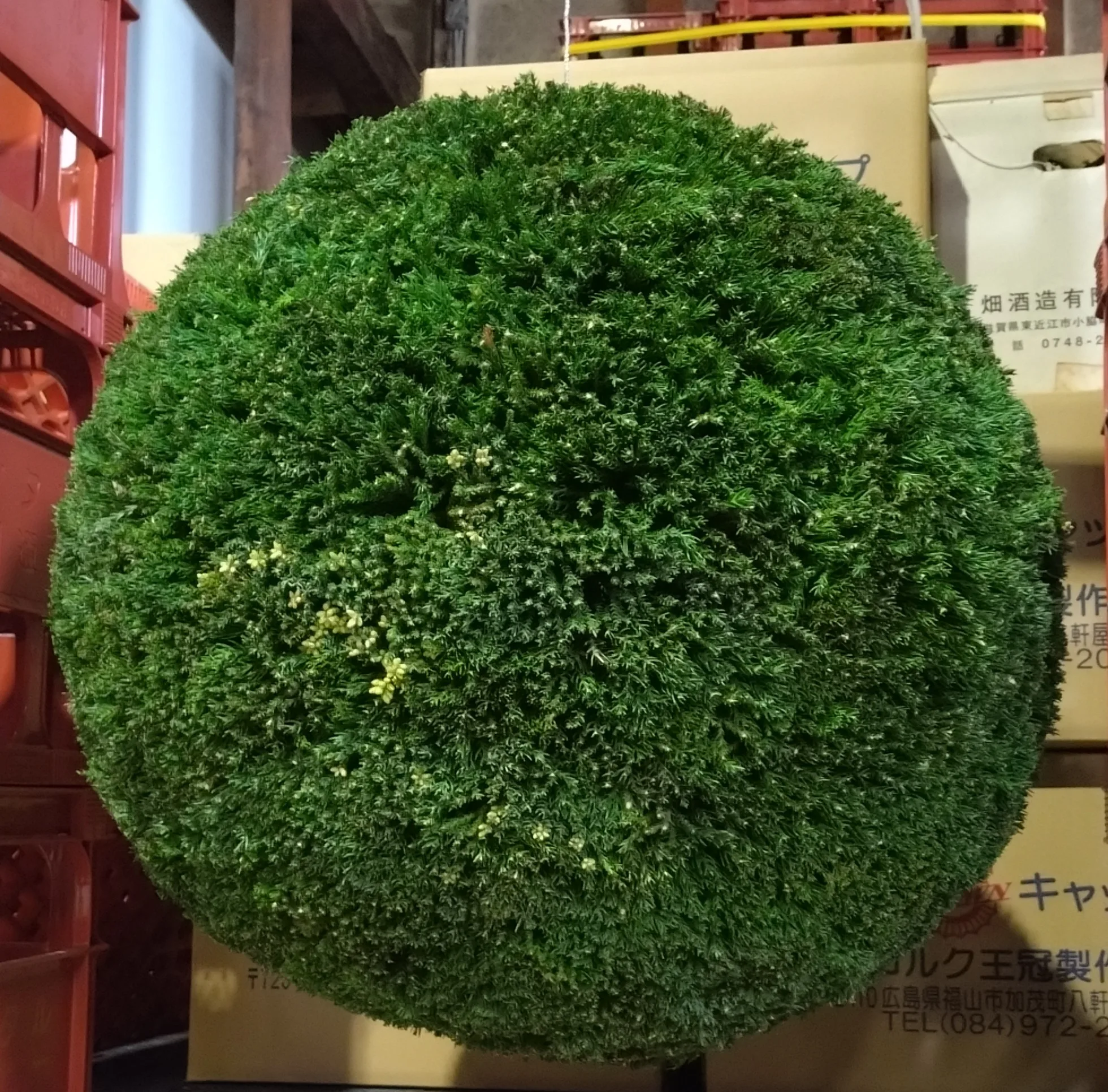 杉玉　約２０センチ‼️お客様ご注文品♪ 軒下の杉玉 - 畑酒造 Hatashuzou